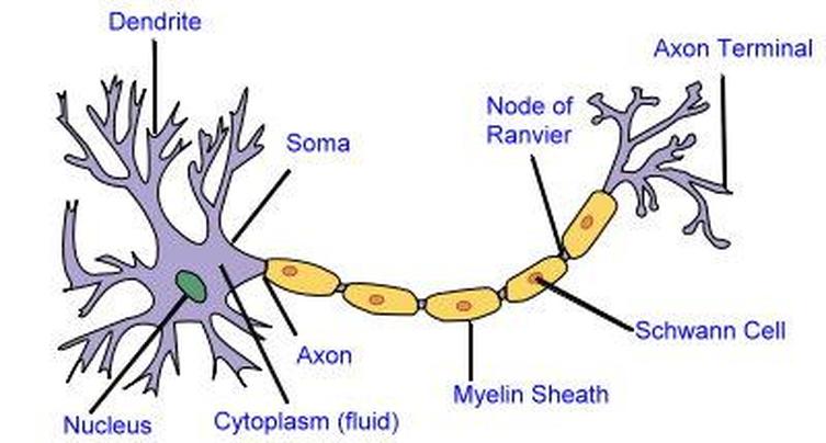 2D labelled diagram - Nerve cell